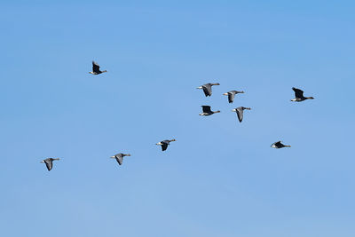Low angle view of birds flying in sky