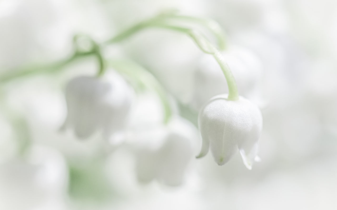 freshness, plant, close-up, white, flower, beauty in nature, no people, nature, selective focus, food and drink, growth, food, petal, drop, flowering plant, macro photography, fragility, focus on foreground, wet, outdoors, purity, water, extreme close-up, blossom, vegetable, springtime, branch