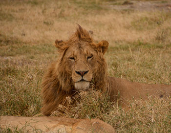 Lion staring at the camera. 