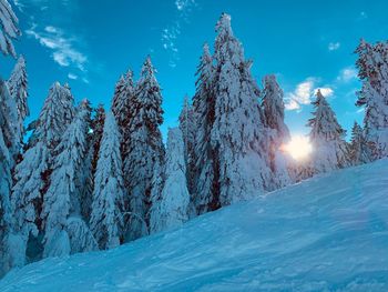 Low angle view of snow covered pine trees in hill against blue sky