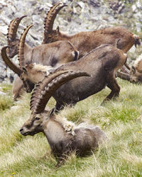 Ibex grazing in a field