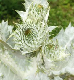 Close-up of white flowers