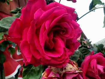 Close-up of flowers blooming outdoors