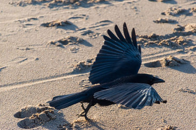 View of bird on sand