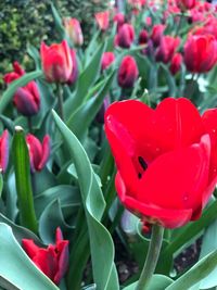 Close-up of red tulips blooming outdoors