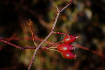 Close-up of red berries on tree