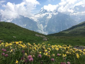 Scenic view of flowering plants and mountains against sky