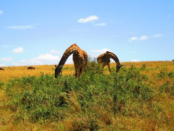 Giraffes grazing against blue sky