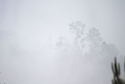 Close-up of tree against sky during winter