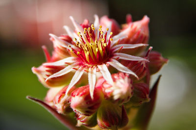 Close-up of pink flower