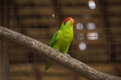 Close-up of parrot perching in cage