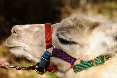 Close-up of dog