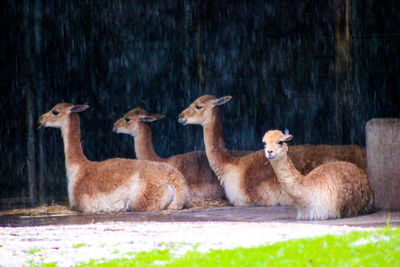 Alpacas in zoo