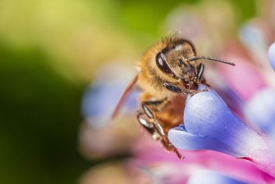 Detail shot of insect on flower