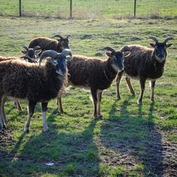 Sheep standing in a field