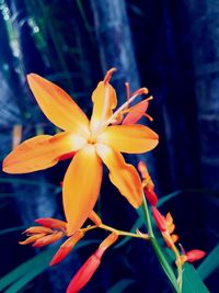 Close-up of flower blooming outdoors