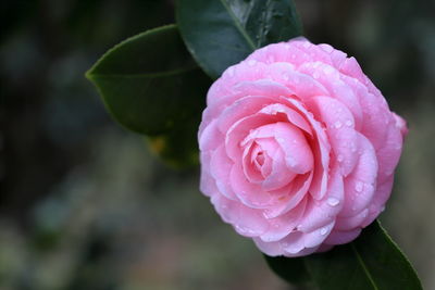 Close-up of pink rose
