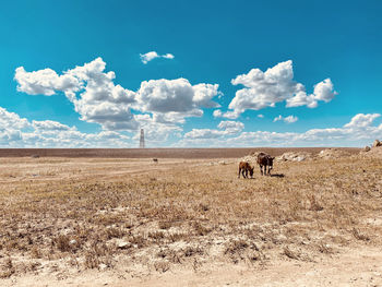 View of a horse on field against sky