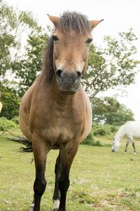 Horses in a field