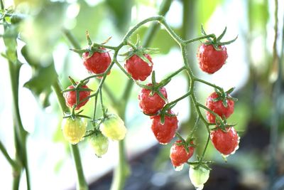 Close-up of red berries growing on tree