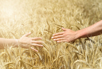 Close-up of hand touching wheat plants on field