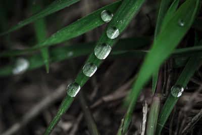 Close-up of raindrops on grass