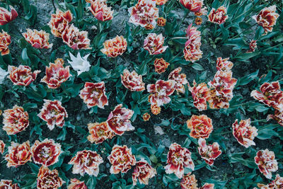 Full frame shot of flowering plants