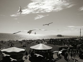 Seagulls flying over beach against sky during summer