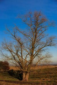 Bare tree on field against blue sky