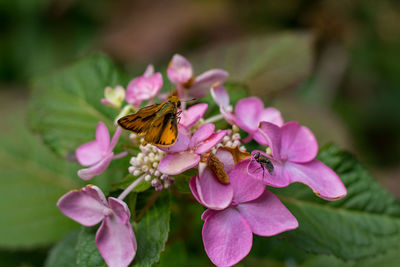 High angle view of housefly and moth on pink hydrangea