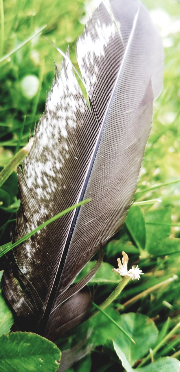 CLOSE-UP OF FEATHER ON PLANT AT FIELD