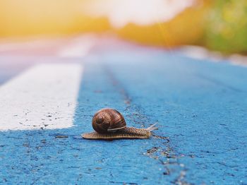 Close-up of snail on road