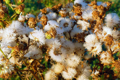 Close-up of white flowering plants on field