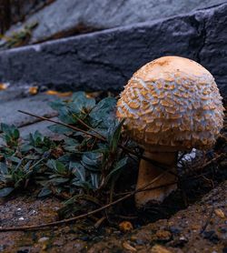 High angle view of mushrooms growing on field