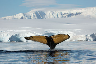 Whale fluke in antarctica in front of snow-covered mountains in the sun.