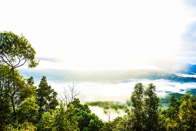 Scenic view of trees against sky