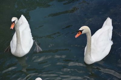 High angle view of swan swimming in lake