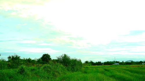 Scenic view of field against sky