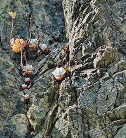 Close-up of tree trunk