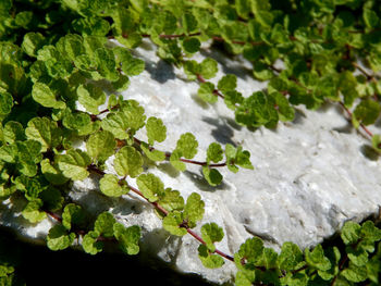 Close-up of moss on rock