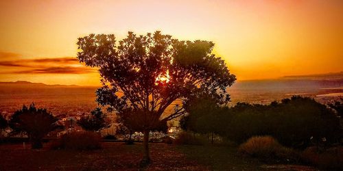 Tree on field against sky during sunset