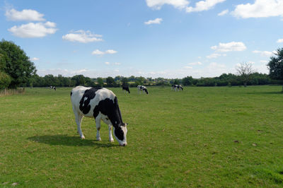 Cows grazing on field against sky