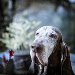 Close-up of a dog looking away