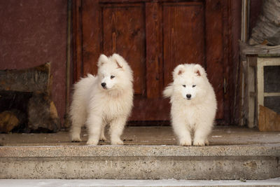 Close-up of dogs on door