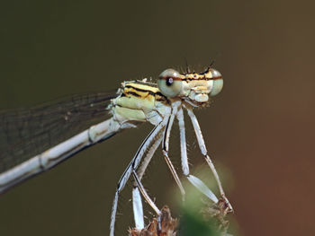 Close-up of insect