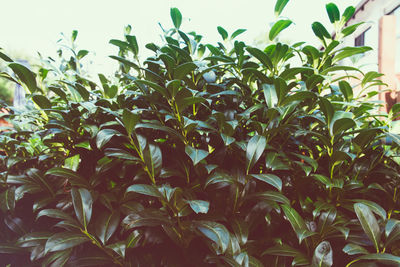 Close-up of fresh green plants against sky