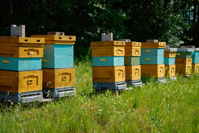 Bee hives placed in a sunny meadow