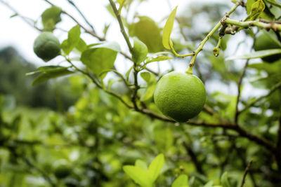 Close-up of fruits growing on tree