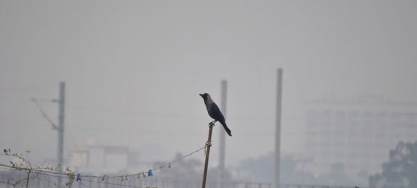 Bird perching on pole against sky