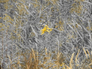 Close-up of dragonfly on field